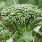 Attività antitumorale dei broccoli