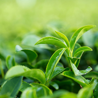 Stimola il metabolismo con il tè verde 
