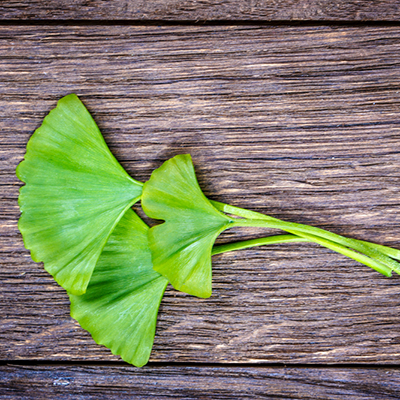 Ginkgo, quando i neuroni sono stanchi