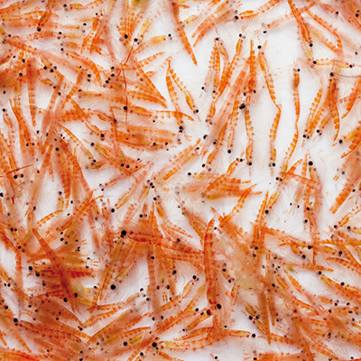 Olio di krill: meno colesterolo e trigliceridi