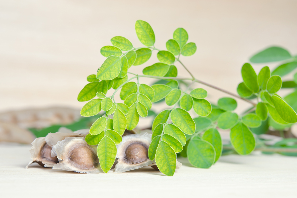 Moringa, superfood contro l'iperglicemia!