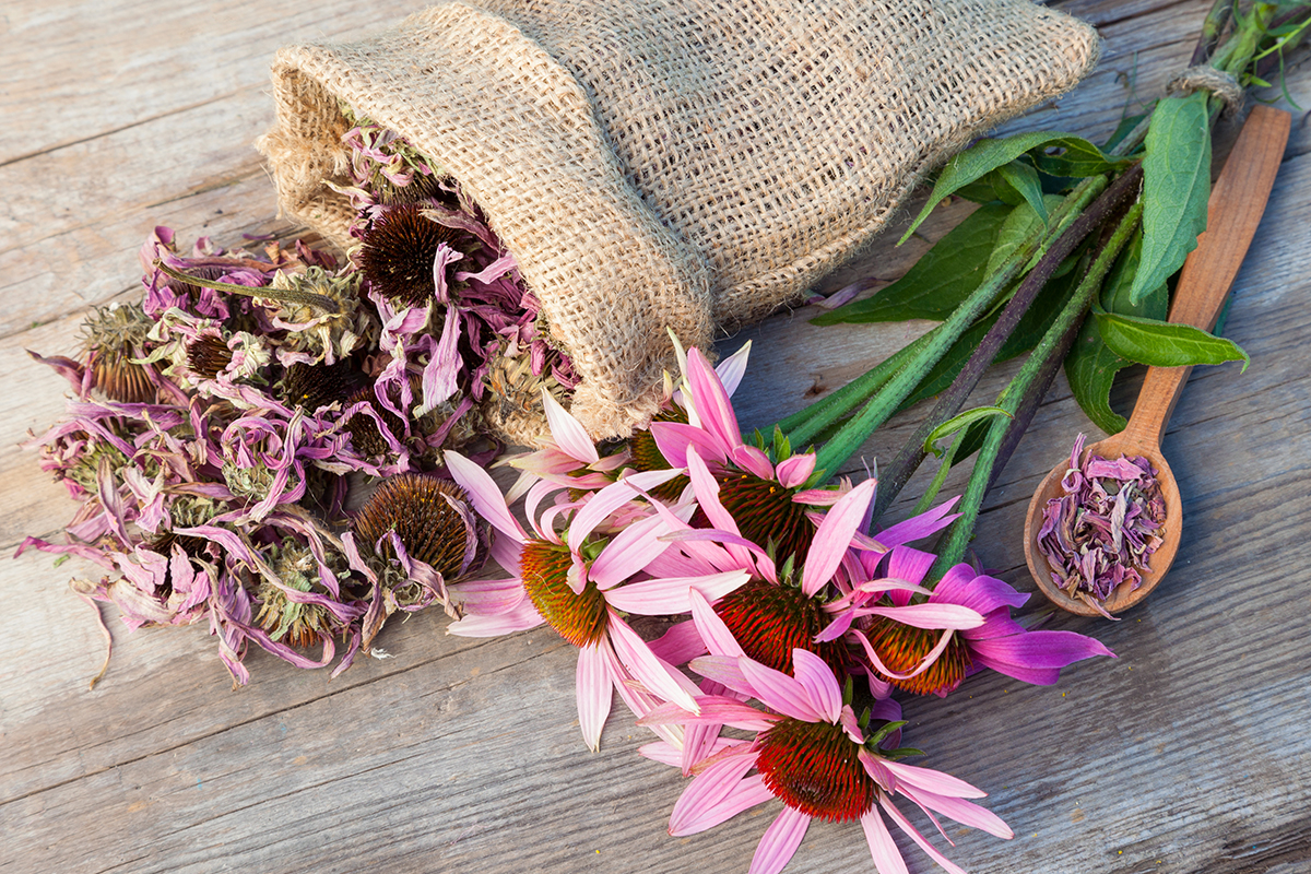 Echinacea: la radice salva dal raffreddore