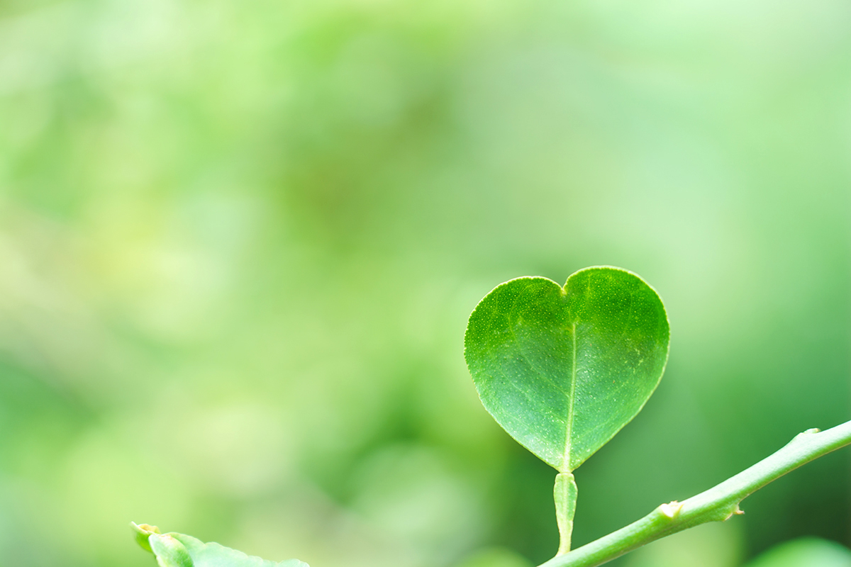 Il verde protegge il cuore