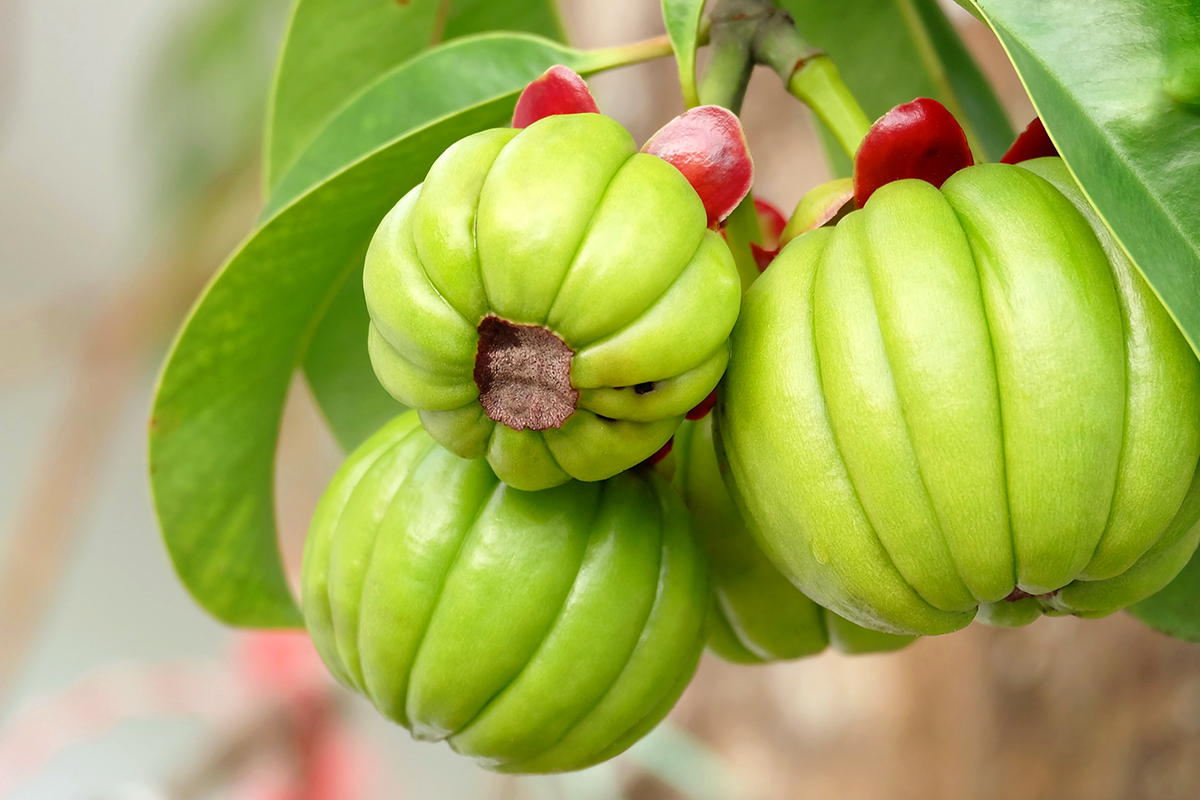 Garcinia e sindrome metabolica